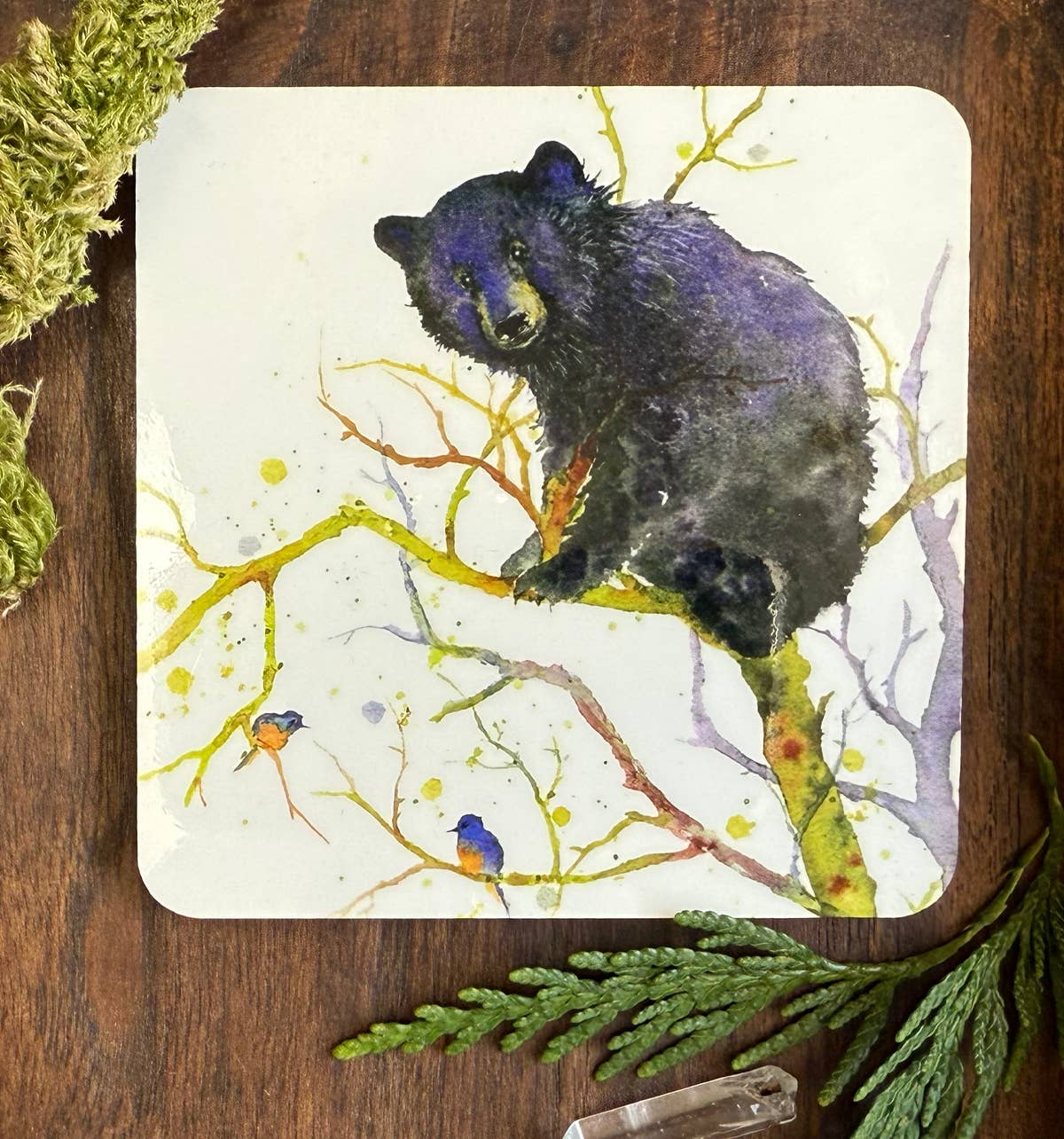 Coaster - Out on the Limb - (C-OAL)  Bear Cub